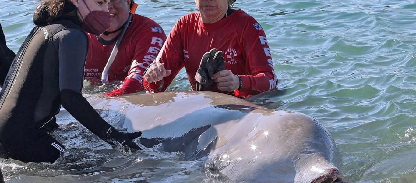 Δυσάρεστα νέα για την φάλαινα που ξεβράστηκε στον Άλιμο - Επέστρεψε σε ρηχά νερά (φωτό)